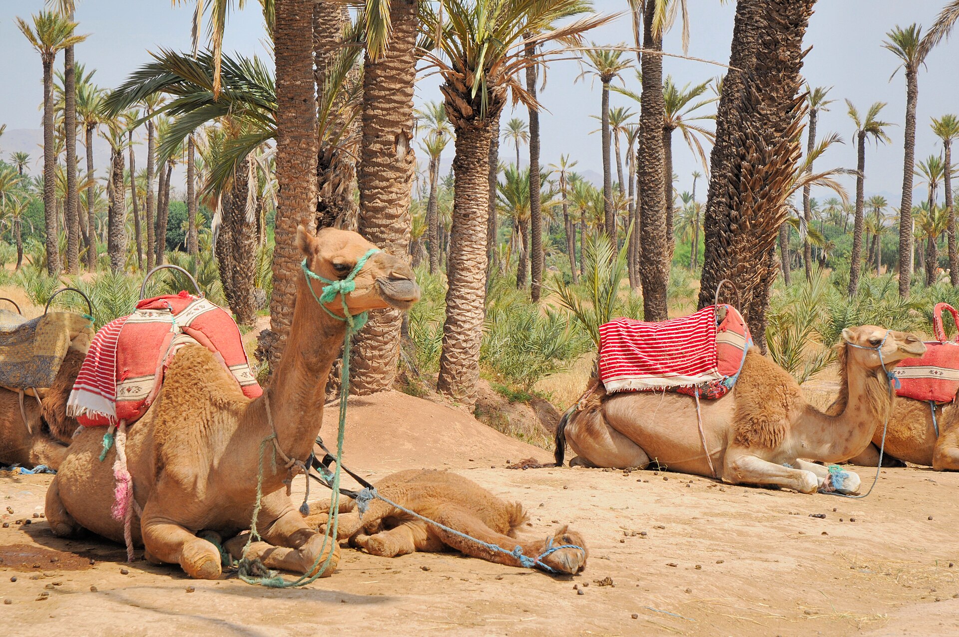 Camels resting among palm trees, wearing red striped saddle blankets